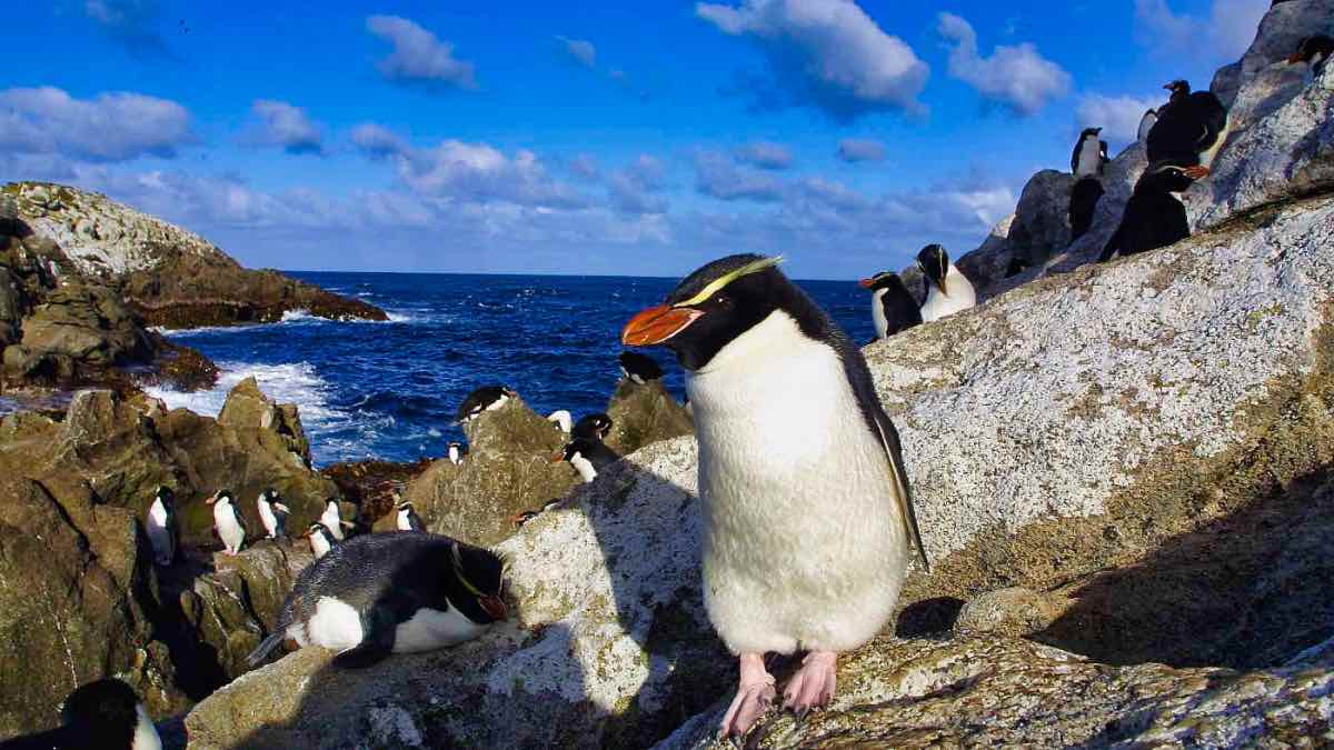 PenguinWorld